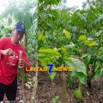 Tingkatkan Kesejahteraan Masyarakat Pemdes Danau Liang Luncurkan Program Kopi Stek