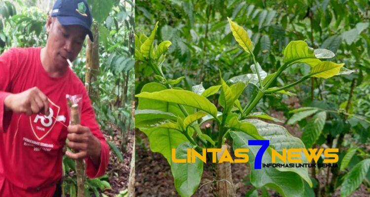 Tingkatkan Kesejahteraan Masyarakat Pemdes Danau Liang Luncurkan Program Kopi Stek