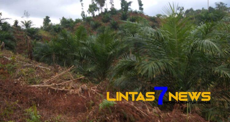 Kawasan Hutan Rusak, HPK, HPT Ditanami Sawit, Peran dan Tanggung Jawab Kehutanan Dipertanyakan