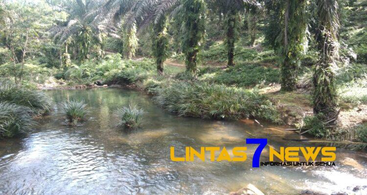 Kawasan Hutan Konversi Ditanami Sawit oleh PT.SIL
