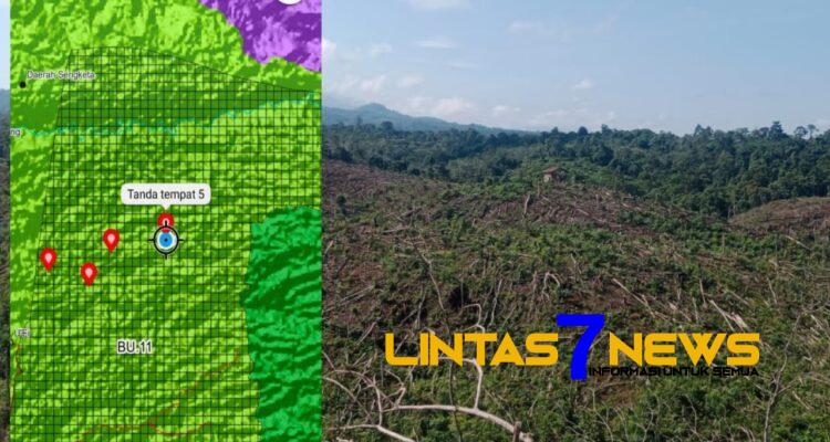 Ratusan Hektar Lahan Kawasan Hutan Produksi Terbatas Dirambah
