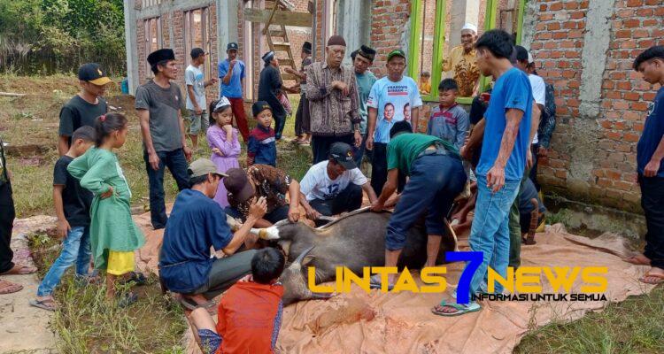 Idul Adha Bengko Dirayakan Dengan Penuh Kegembiraan Tahun Ini Jumlah Kurban Meningkat