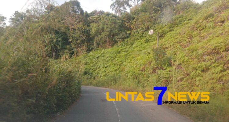 Masyarakat Keluhkan Jalan Provinsi Rimbun Dengan Rumput