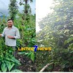 DESA TEBAT LAUT BERSIAP MENYAMBUT PANEN RAYA KOPI DAN LADA