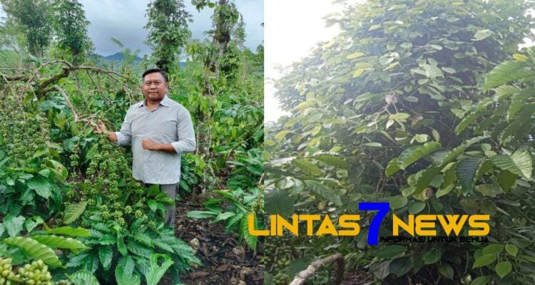 DESA TEBAT LAUT BERSIAP MENYAMBUT PANEN RAYA KOPI DAN LADA
