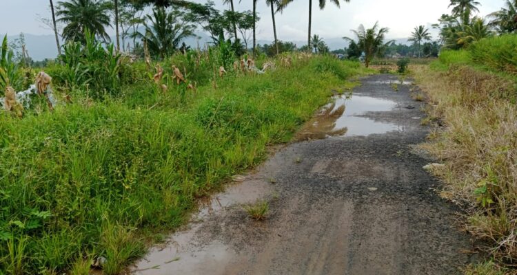 Baru Dibangun, Jalan Usaha Tani 2024 di Dusun I Desa Suka Merindu Rusak Parah: Warga Minta Klarifikasi, Namun Khawatir Berbicara