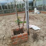 Desa Bandung Jaya Kembangkan Budidaya Anggur, Dukung Ketahanan Pangan 2025