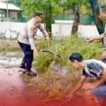 Pohon Tumbang di Jalan Basuki Rahmad, Polsek Sumenep Kota Bergerak Pohon Tumbang di Jalan Basuki Rahmad, Polsek Sumenep Kota Bergerak Cepat Lakukan Penanganan